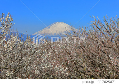 【神奈川県】快晴の曽我梅林と富士山 【神奈川県】快晴の曽我梅林と富士山 117625871
