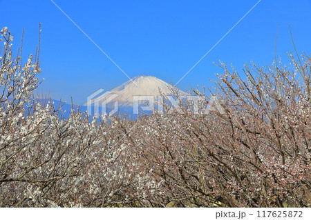 【神奈川県】快晴の曽我梅林と富士山 【神奈川県】快晴の曽我梅林と富士山 117625872