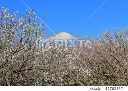 【神奈川県】快晴の曽我梅林と富士山 117625874