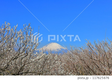 【神奈川県】快晴の曽我梅林と富士山 【神奈川県】快晴の曽我梅林と富士山 117625876