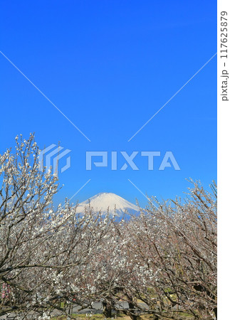 【神奈川県】快晴の曽我梅林と富士山 117625879