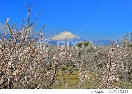 【神奈川県】快晴の曽我梅林と富士山 117625881