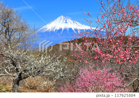 【静岡県】晴天の岩本山公園梅園と富士山 【静岡県】晴天の岩本山公園梅園と富士山 117625884