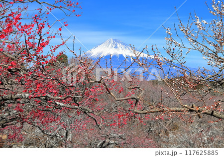 【静岡県】晴天の岩本山公園梅園と富士山 【静岡県】晴天の岩本山公園梅園と富士山 117625885