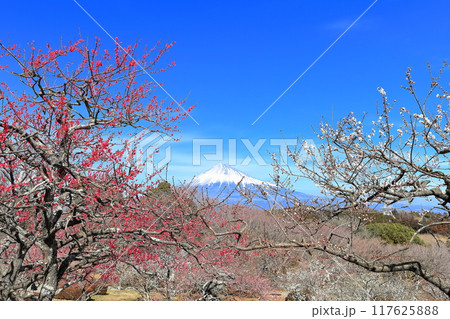 【静岡県】晴天の岩本山公園梅園と富士山 【静岡県】晴天の岩本山公園梅園と富士山 117625888