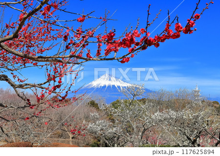 【静岡県】晴天の岩本山公園梅園と富士山 117625894