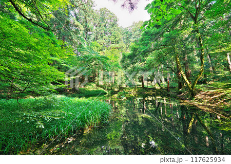 平泉寺白山神社の御手洗池 117625934