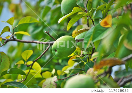 大きくなったカリンの実（夏、八月） 117626083