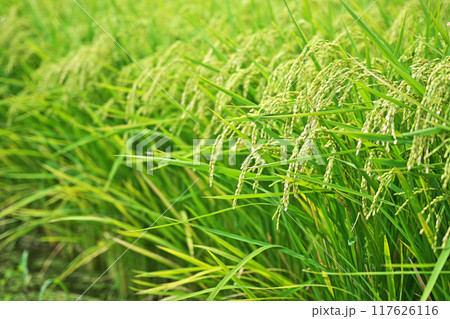 水田の実が出始めた稲穂（夏、八月） 117626116