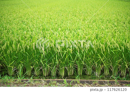 水田の実が出始めた稲穂（夏、八月） 117626120