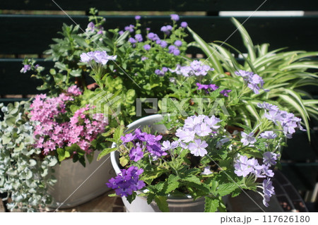 優しい色の花の寄せ植え&寄せ鉢 優しい色の花の寄せ植え&寄せ鉢 117626180