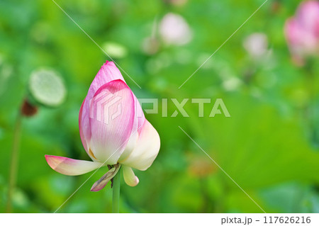 蓮田のピンクのハスの花(夏、八月) 蓮田のピンクのハスの花(夏、八月) 117626216