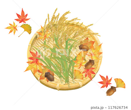 収穫期の稲-稲穂や木の実の美味しい秋の味覚シリーズセットと上から見たカゴと紅葉もみじのイラスト素材 117626734