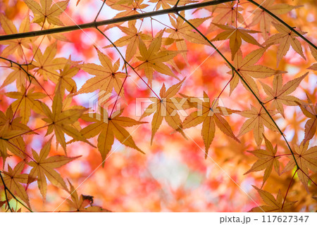 紅葉するモミジの葉っぱ《秋素材・背景素材》 紅葉するモミジの葉っぱ《秋素材・背景素材》 117627347