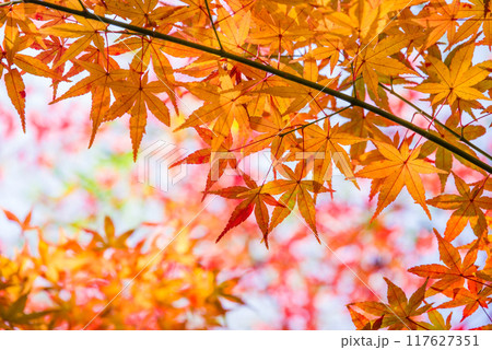 紅葉するモミジの葉っぱ《秋素材・背景素材》 117627351