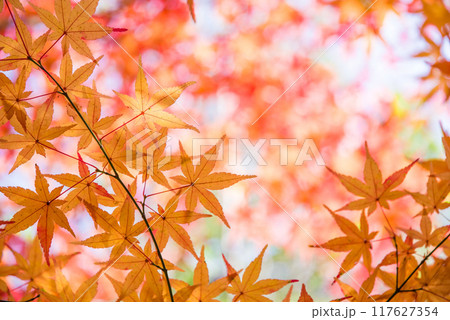 紅葉するモミジの葉っぱ《秋素材・背景素材》 紅葉するモミジの葉っぱ《秋素材・背景素材》 117627354