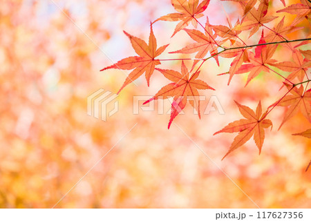 紅葉するモミジの葉っぱ《秋素材・背景素材》 117627356