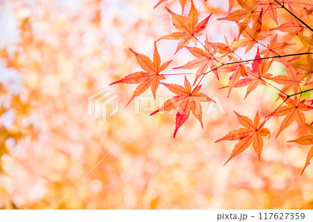 紅葉するモミジの葉っぱ《秋素材・背景素材》 紅葉するモミジの葉っぱ《秋素材・背景素材》 117627359