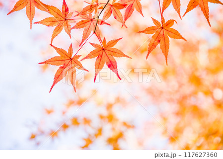 紅葉するモミジの葉っぱ《秋素材・背景素材》 117627360