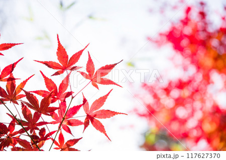 紅葉するモミジの葉っぱ《秋素材・背景素材》 紅葉するモミジの葉っぱ《秋素材・背景素材》 117627370