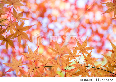 紅葉するモミジの葉っぱ《秋素材・背景素材》 117627372
