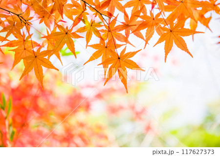 紅葉するモミジの葉っぱ《秋素材・背景素材》 117627373