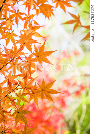 紅葉するモミジの葉っぱ《秋素材・背景素材》 紅葉するモミジの葉っぱ《秋素材・背景素材》 117627374