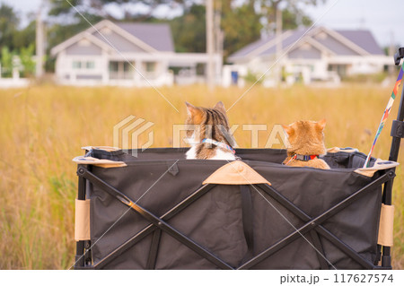 people activity with british and scottish cat sit in cart for outdoor travel people activity with british and scottish cat sit in cart for outdoor travel 117627574