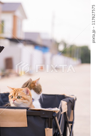 people activity with british and scottish cat sit in cart for outdoor travel people activity with british and scottish cat sit in cart for outdoor travel 117627575