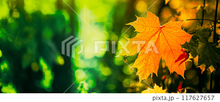 Autumn yellow maple leaf among green foliage. Early Autumn. Panorama Panoramic View. autumn vibes hello autumn background 117627657