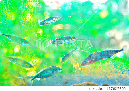 醒ヶ井のハリヨ 醒ヶ井のハリヨ 117627893