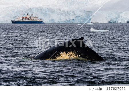 Close-up of the back and dorsal fin of a humpback whale 117627961