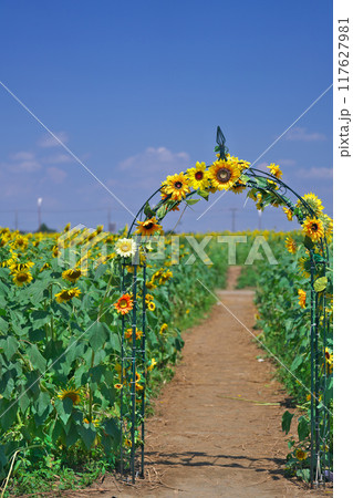 座間のひまわり畑 座間のひまわり畑 117627981