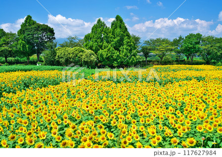 座間のひまわり畑 座間のひまわり畑 117627984
