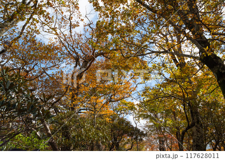 美しい紅葉 美しい紅葉 117628011