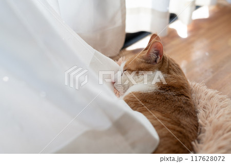 眠る猫 茶トラ白 眠る猫 茶トラ白 117628072