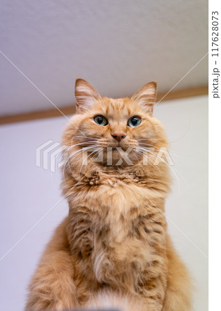 座っている猫 茶トラ猫 座っている猫 茶トラ猫 117628073