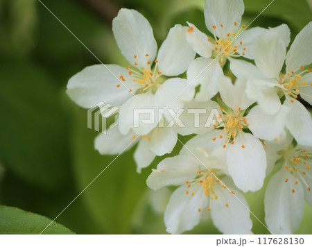 4月に咲いた白くて可憐なズミの花 4月に咲いた白くて可憐なズミの花 117628130