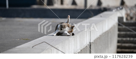 堤防の上でくつろぐ猫 117628239