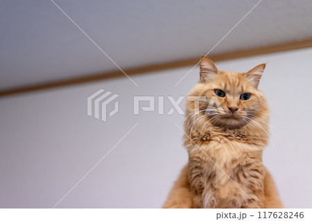 座っている猫 茶トラ猫 座っている猫 茶トラ猫 117628246