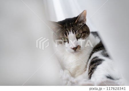 窓辺でくつろぐ猫　キジトラ白 117628341