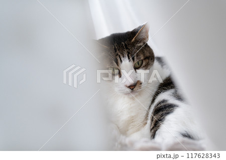 窓辺でくつろぐ猫 キジトラ白 窓辺でくつろぐ猫 キジトラ白 117628343
