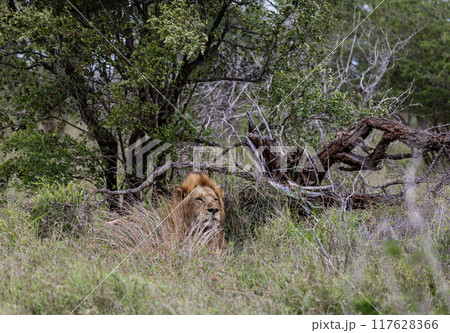 African lion in natural habitat, wild nature, lies resting in bushes. Safari in South Africa savannah. Animals wildlife 117628366