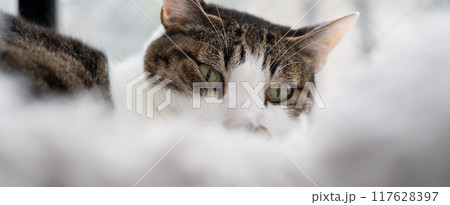 窓辺でくつろぐ猫 キジトラ白 窓辺でくつろぐ猫 キジトラ白 117628397