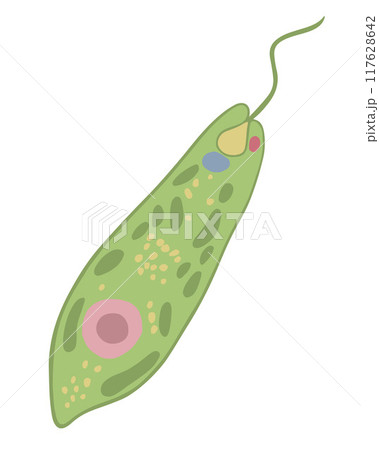 Vector isolated illustration of Euglena green on a white background. Vector isolated illustration of Euglena green on a white background. 117628642
