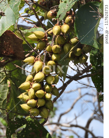 盛夏に実った桐の実 盛夏に実った桐の実 117628733