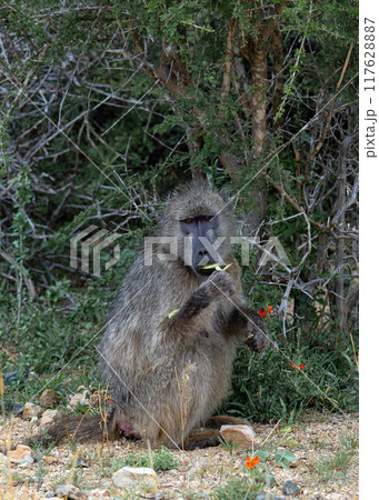 Chacma baboon looks at camera, monkey sits and chews a leaf. wildlife 117628887