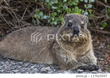 Smiling Rock hyrax. Procavia capensis. cape hyrax close up, Afrotheria animal Smiling Rock hyrax. Procavia capensis. cape hyrax close up, Afrotheria animal 117628897