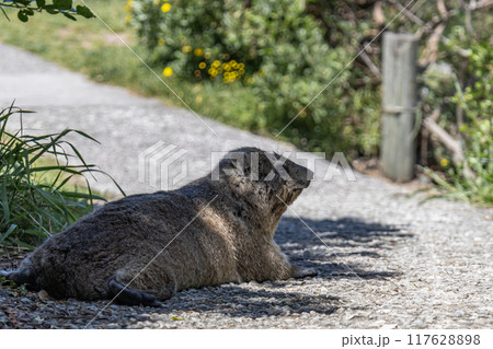 Rock hyrax resting on footpath in shade of tree. Procavia capensis. cape hyrax 117628898