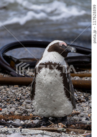 African penguin, close up portrait. South Africa, Spectacled penguins 117628899